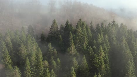 Aerial-View-of-Fog-Above-Conifer-Trees-and-Forest-on-Sunny-Hazy-Autumn-Morning
