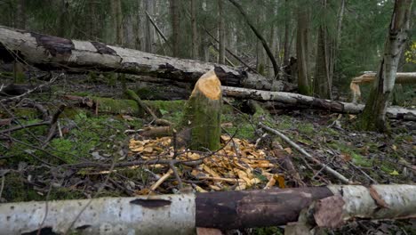 Tree-stump-chewed-and-damaged-by-beaver-in-wet-forest---Push-in-wide-shot