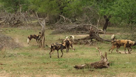 Wide-shot-of-a-pack-of-Wild-Dogs-greeting-each-other-in-Kruger-National-Park