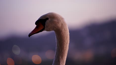 Swan-head-with-tall-neck-watching-around,-close-up-of-bird-portrait-with-bokeh-background