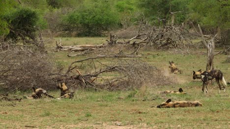 Eine-Breite-Aufnahme-Eines-Rudels-Wilder-Hunde,-Die-Im-Krüger-Nationalpark-Ruhen