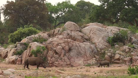 A-wide-shot-of-a-White-Rhino---her-calf-standing-in-front-of-a-rocky-hill