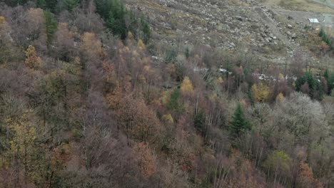 Aerial-View-of-Deciduous-Forest-and-Hiking-Path-on-Hillside-of-Hjelmeland-Norway