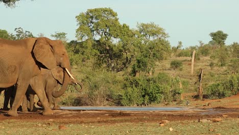 A-herd-of-elephants-arriving-at-a-waterhole-and-drinking-in-Kruger-National-Park