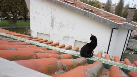 Katze-Chillt-Auf-Dem-Dach-4k-Schwarze-Katze