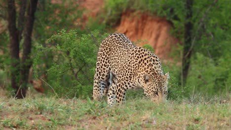 Ein-Männlicher-Leopard,-Der-Einem-Geruch-Folgt-Und-Auf-Die-Kamera-Zugeht