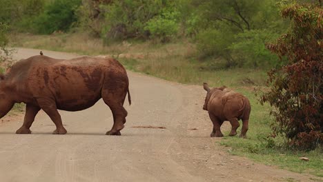 A-mother-white-rhino-and-her-calf-crossing-the-road-and-walking-out-the-frame