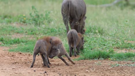 A-wide-shot-of-two-tiny-warthog-piglets-fighting-in-Kruger-National-Park