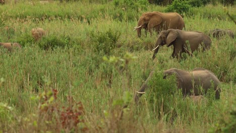 A-wide-shot-of-a-breeding-herd-of-elephants-walking-the-green-reeds,-Kruger-National-Park