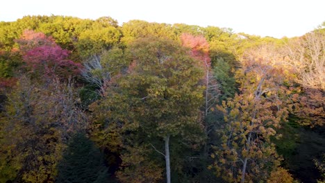 Fall-treeline-