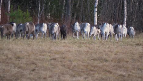 Big-herd-of-Reindeers-grazing-on-wild-field-near-the-woods---Low-angle-medium-shot