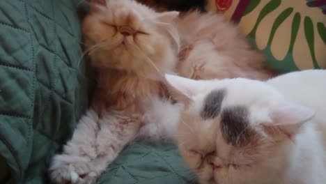 Dos-Gatos-Persas-Perezosos-Dormidos-En-El-Sofá
