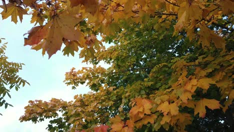 Gimbal-shot-looking-up-at-vibrant-autumn-leaves-on-tree