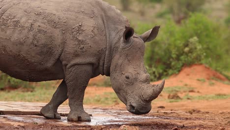 A-low-angle-medium-close-up-of-a-muddy-white-rhino-standing-in-the-mud