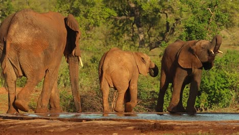 A-herd-of-elephants-passing-by-a-waterhole-and-drinking-before-walking-out-the-frame