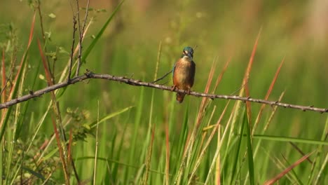 Kingfisher-in-red-rice-grass-