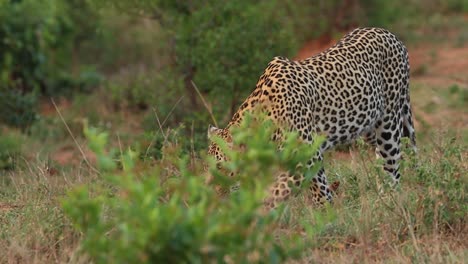 Low-angle-of-a-leopard-following-a-scent-trail,-Kruger-National-Park