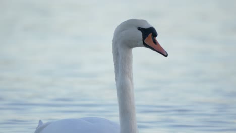 Elegante-Cisne-Mudo-Nadando-En-Un-Lago-Azul-Soleado---Primer-Plano-Largo