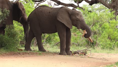 Ein-Elefantenbulle-Steckt-Sich-Einen-Großen-Ast-Ins-Maul,-Krüger-Nationalpark