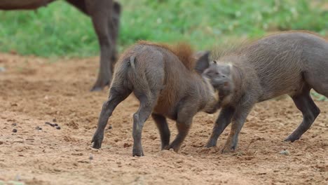 Close-up-of-two-tiny-warthog-piglets-fighting-in-Kruger-National-Park