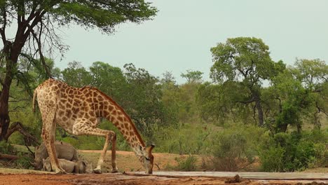 A-giraffe-drinking-at-a-waterhole-with-white-rhinos-laying-in-the-background,-Kruger-National-Park
