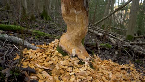 Tree-log-damaged-and-chewed-by-a-Beaver-amidst-wet-forest---Tilt-down-close-up