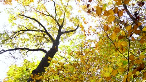 Im-Herbst-Goldene-Bäume-Mit-Bunten-Blättern-Im-Wald-Suchen
