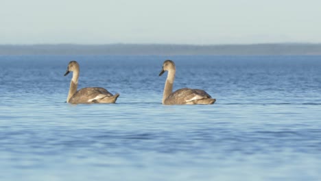 Mute-Cygnet-Young-swans-calmly-swimming-on-large-lake---Wide-long-shot