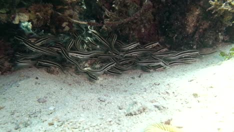 School-of-fish-under-a-coral-rock