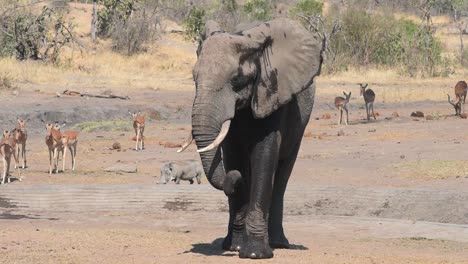 An-elephant-bull-walking-away-from-a-waterhole-and-taking-a-dust-bath,-Kruger-National-Park