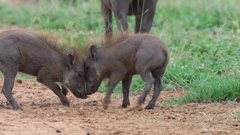 Zeitlupe-Von-Zwei-Warzenschwein-Ferkeln,-Die-Im-Krüger-Nationalpark-Kämpfen