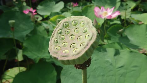 Green-lotus-leaves-on-tall-stem-and-seeds-in-gloomy-water