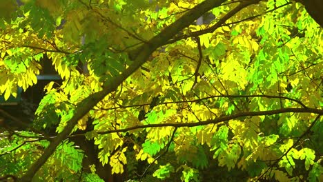 Herbstblattfarbe-Eines-Baumes-Wiegt-Sich,-Wenn-Der-Wind-An-Einem-Sonnigen-Tag-Weht,-Statischer-Schuss,-Zeitlupe