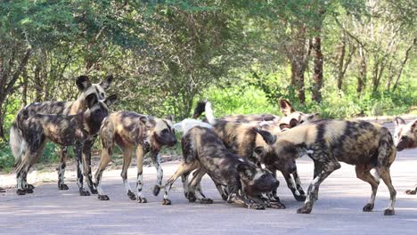 Wild-Dog-puppies-greeting-an-adult-pack-member-and-begging-for-food,-Kruger-National-Park