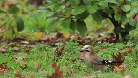 Green-garden-scene-with-autumn-colored-leafs-scattered-around-on-vibrant-foliage-and-grass-where-a-jay-bird-is-foraging-looking-around-for-food,-picking-and-flying-away