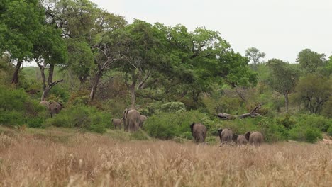 An-extreme-wide-shot-of-a-herd-of-elephants-walking-away-towards-big-trees