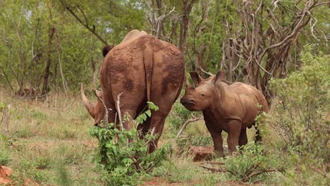 Wide-shot-of-a-white-rhino-cow-suckling-her-calf,-Kruger-National-Park