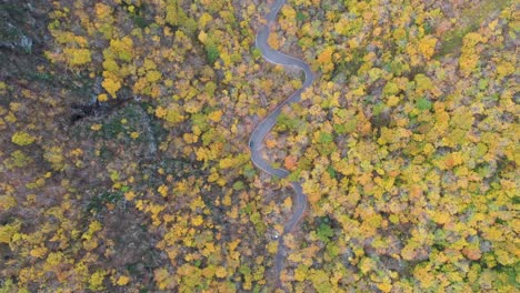 Birdseye-Aerial-View-of-Black-Cars-on-Curvy-Countryside-Road-in-Forest-in-Autumn-Colors