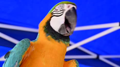 4k-Aufnahmen:-Nahaufnahme-Eines-Blauen-Und-Goldenen-Ara-Papageis,-Auch-Bekannt-Als-Blauer-Und-Gelber-Ara,-Einer-Der-Berühmtesten-Papageien-Der-Welt
