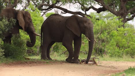 An-elephant-investigates-a-big-branch-before-picking-it-up-and-tasting-it,-Kruger-National-Park
