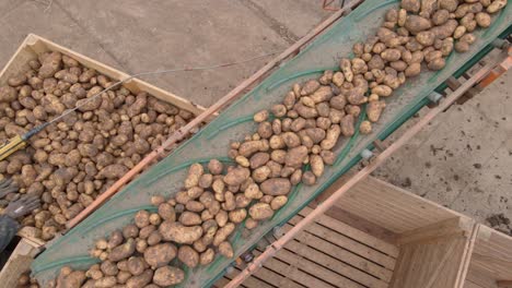 Conveyor-belt-transporting-potato-crop-into-wooden-crates