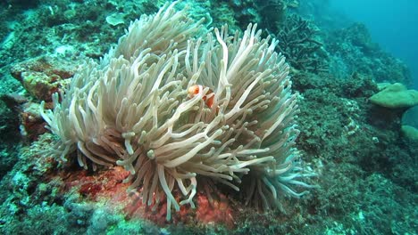 Anemone-coral-and-clownfish.-Nobody