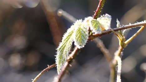 Frost-Und-Leichte-Schneeflocken-Auf-Den-Letzten-Herbstgrünen-Blättern