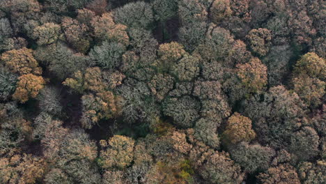 Drone-shot-looking-down-onto-a-forest-canopy-in-Autumn-colours-while-slowing-moving-forward,-in-the-UK