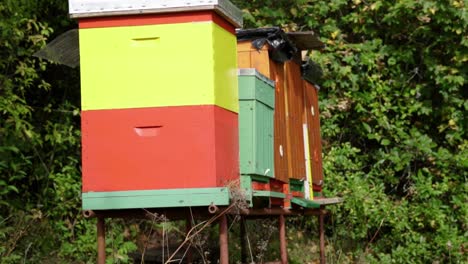 Side-view-of-colorful-homemade-hives-with-many-bees-flying-in-and-out,-SLOW-MOTION