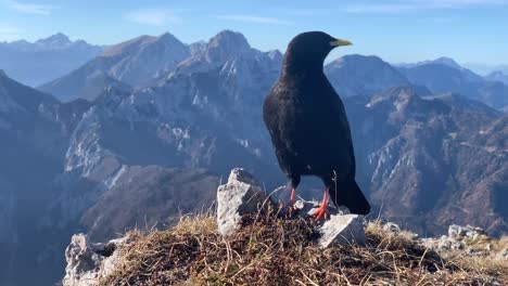 Common-blackbird-sits-on-top-of-the-mountain-and-showing-off