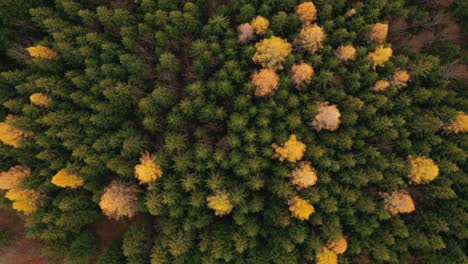 Drohnenansicht-Von-Oben-Nach-Unten-Auf-Einen-Herbstlichen-Kiefernwald