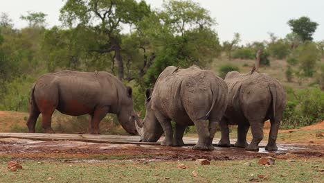 Tres-Rinocerontes-Blancos-Bebiendo-En-Un-Abrevadero-En-El-Parque-Nacional-Kruger