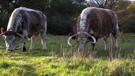 A-slow-motion-shot-of-a-Longhorn-Cow-looking-up-as-a-herd-with-bell-shaped-GPS-location-devices-around-their-necks-roam-freely,-grazing-in-a-field-in-autumn-sunshine