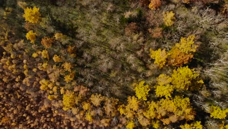 Schöne-Drohnenansicht-Von-Oben-Auf-Die-Lichtung-Toter-Bäume,-Umgeben-Von-Herbstfarben